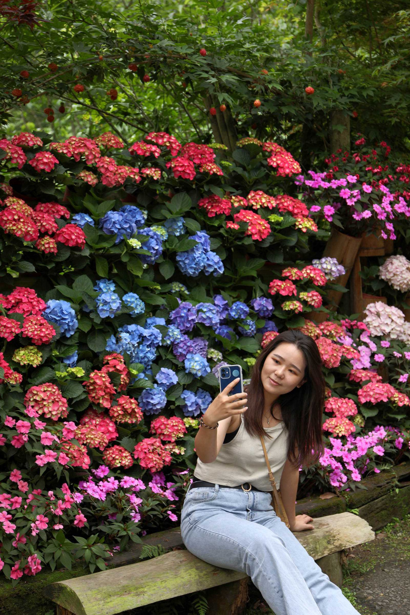 碧絡角花園的繡球花綻放，色彩紛呈正好拍。（圖／于魯光攝）