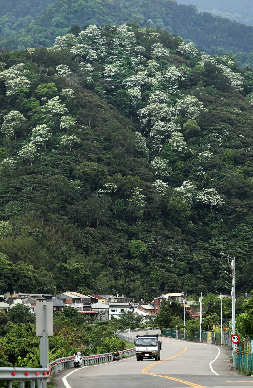 五月進入油桐花季，翠綠山頭出現點點白雪之景。（圖／于魯光攝）
