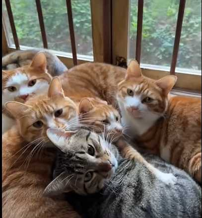 7隻貓咪窩在一起取暖。（圖／翻攝自臉書）