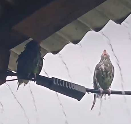 鳥兒不讓同伴淋雨，決定把對方擠回屋簷下。（圖／翻攝自臉書）