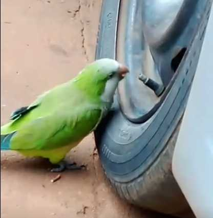 鳥兒偷放輪胎氣。(圖/翻攝自臉書)