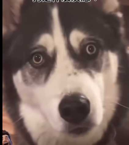 狗狗聽到散步的反應。（圖／翻攝自臉書）