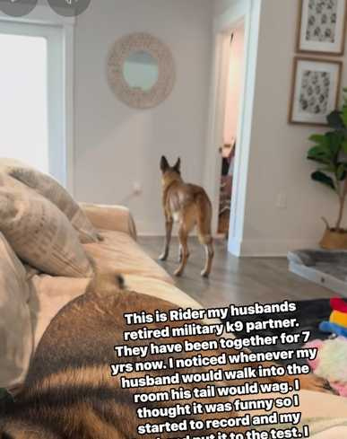 對退役警犬做測試，主人一進門就搖尾巴。（圖／翻攝自臉書）