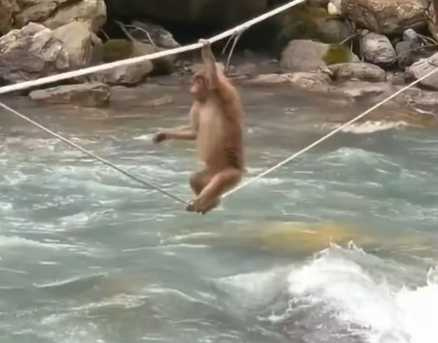 猴群齊力渡河。(圖/翻攝自臉書)