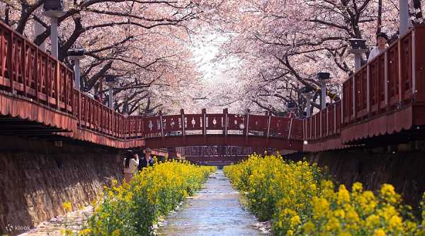 春季正值賞櫻熱潮，旅客可趁連假期間朝聖韓國的櫻花慶典「鎮海軍港節」（圖/Klook提供）