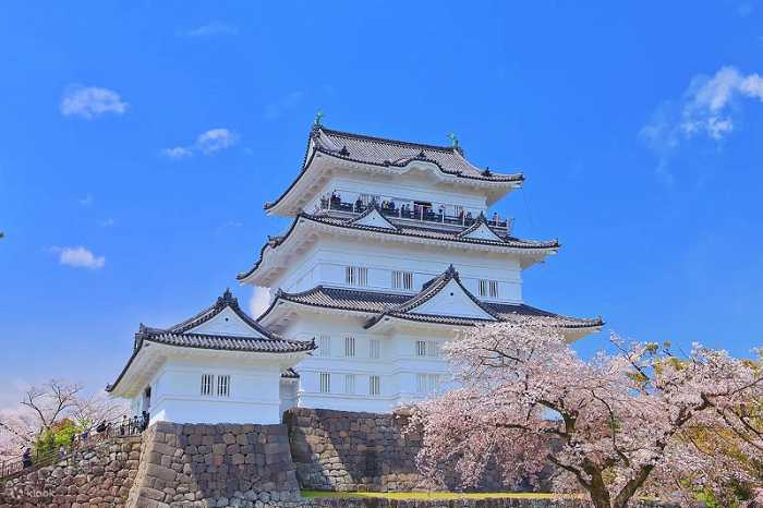 來到日本百大賞櫻名所之一「小田原城」，觀賞與300株櫻花共築的一絕美景（圖/Klook提供）