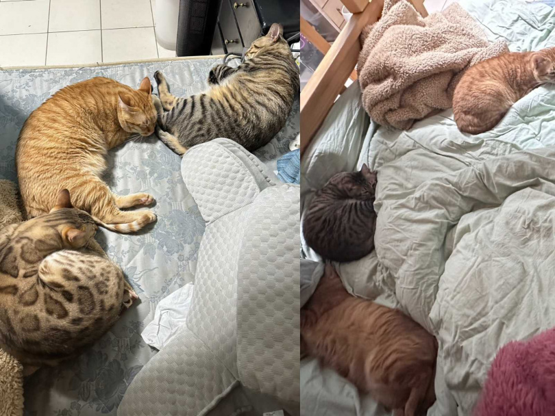 飄哥說平常8隻毛孩都相安無事會待在各自喜歡的地方休息。（圖／JKF提供）