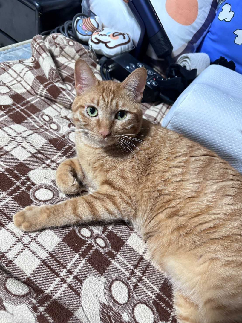 現在身體非常健康的元寶，是飄哥的學生下課回家時，看到牠攔車求助下顎還流血受傷，通知飄哥救援回來的貓。（圖／JKF提供）