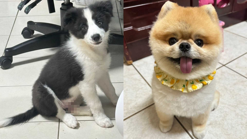 除了6貓之外，飄哥家中還有博美犬Q寶（右）、邊境牧羊犬多寶（左）。（圖／JKF提供）