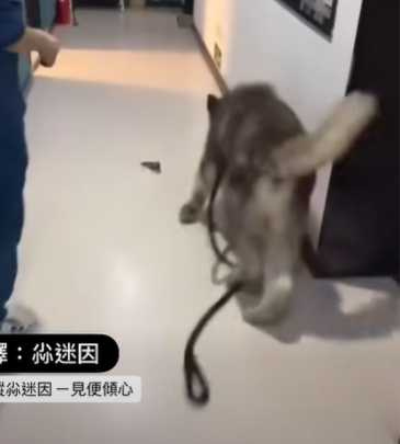 狗狗打麻藥後的各種情況。（圖／翻攝自臉書）