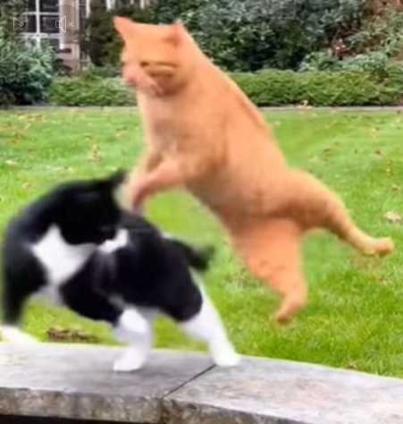 橘貓伏擊同伴失敗。(圖/翻攝自臉書)