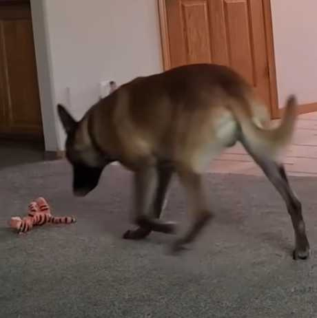 神犬Monkey又秀智商了。（圖／翻攝自臉書）