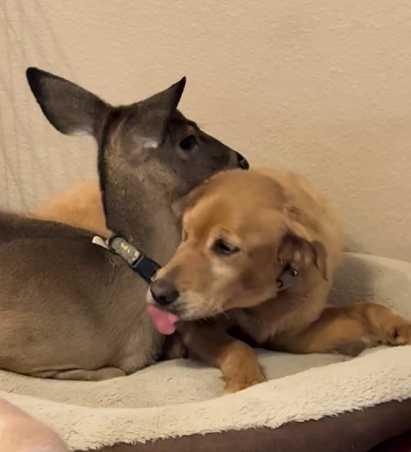 狗狗用舔舐表達對鹿的歡迎。（圖／翻攝自臉書）