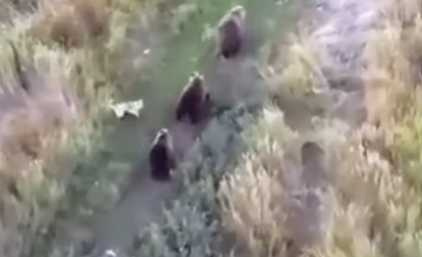 主人出動無人機找二哈，結果發現牠和棕熊打成一片。（圖／翻攝自臉書）