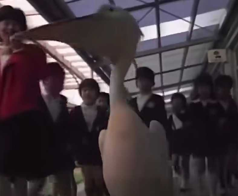 鵜鶘降落幼稚園和孩子們玩耍。(圖/翻攝自臉書)
