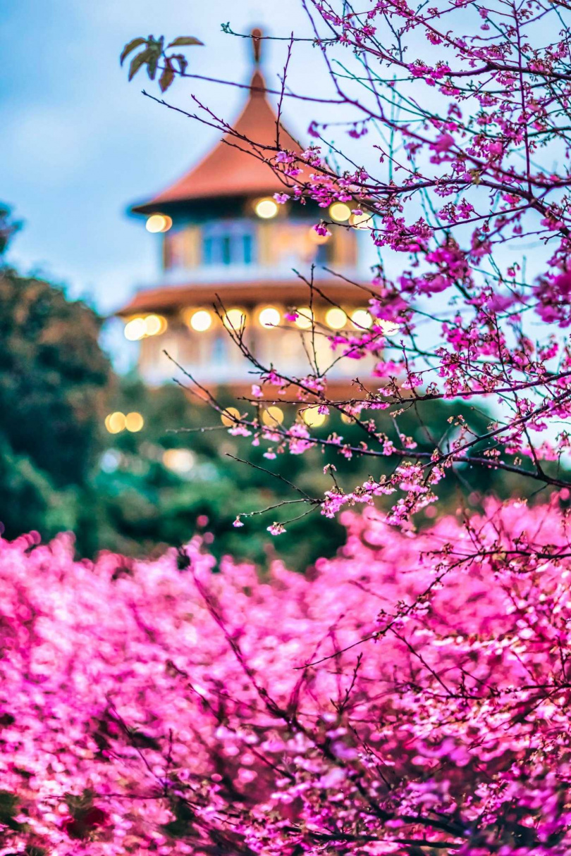 淡水天元宮櫻花已提早盛放。