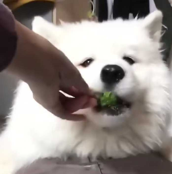 狗狗張開嘴的瞬間被換成花椰菜。（圖／翻攝自臉書）