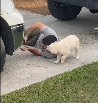 狗狗干擾主人修車。（圖／翻攝自臉書）