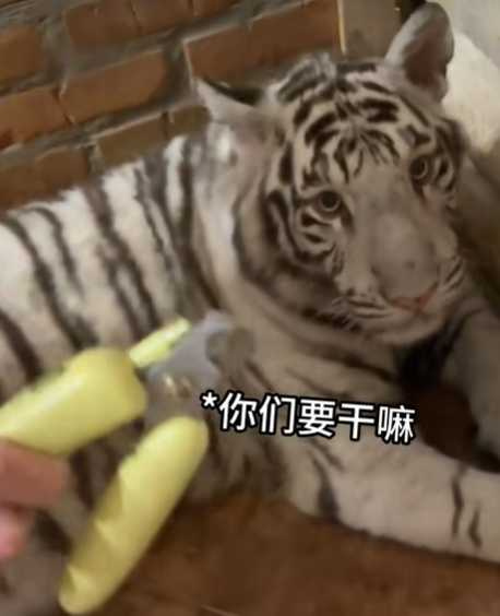 主人替孟加拉虎剪指甲。（圖／翻攝自臉書）