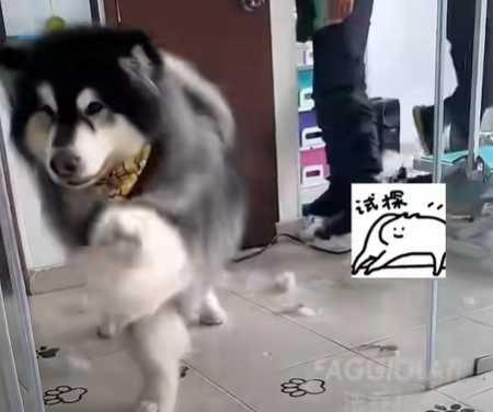 狗狗撞過玻璃後，決定不再上第二次當。（圖／翻攝自臉書）