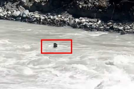 狗狗泳渡激流。（圖／翻攝自臉書）