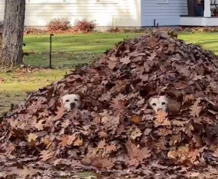狗狗躲樹葉堆裡賣萌。（圖／翻攝自臉書）