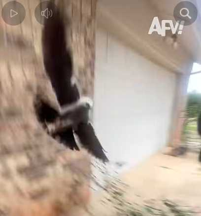 貓咪不捕鼠，老鷹幫忙。（圖／翻攝自臉書）