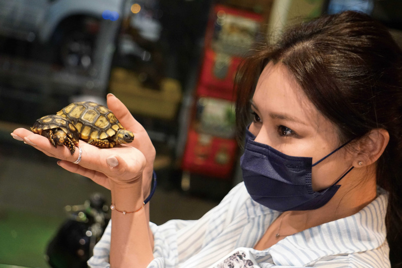 吳婉君在趙駿亞介紹下，到店裡尋找「一見鍾情」的陸龜。（圖／海納百川娛樂提供）