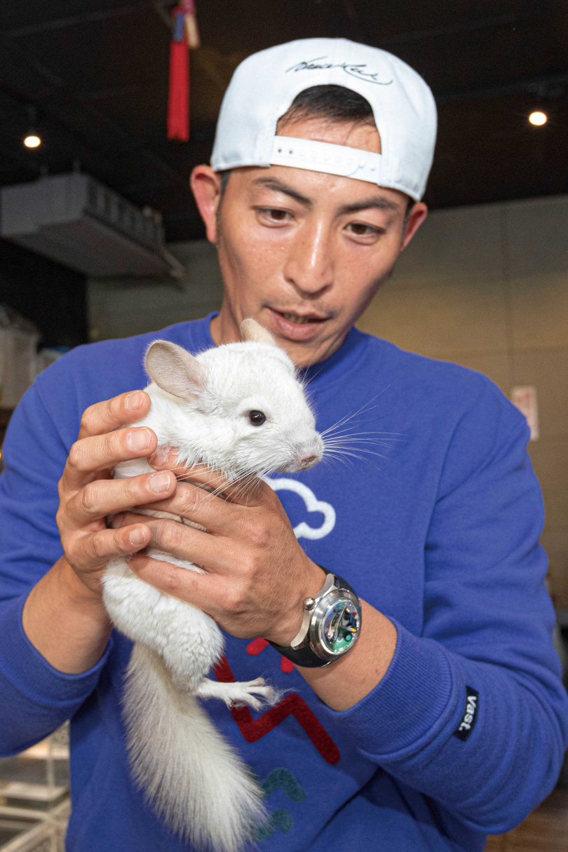 台灣現在飼養龍貓已經合法，趙駿亞在店中抱起龍貓，直呼摸起來好舒服。（圖／林士傑攝）