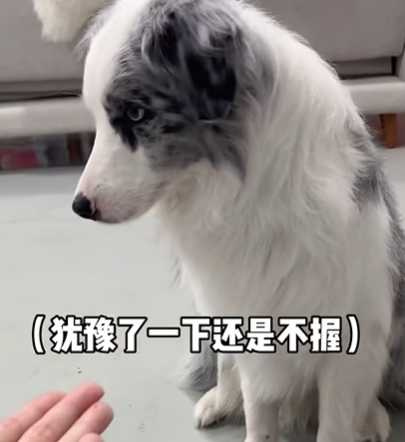 一段影片告訴你,邊牧為何不適合當警犬。(圖/翻攝自臉書)