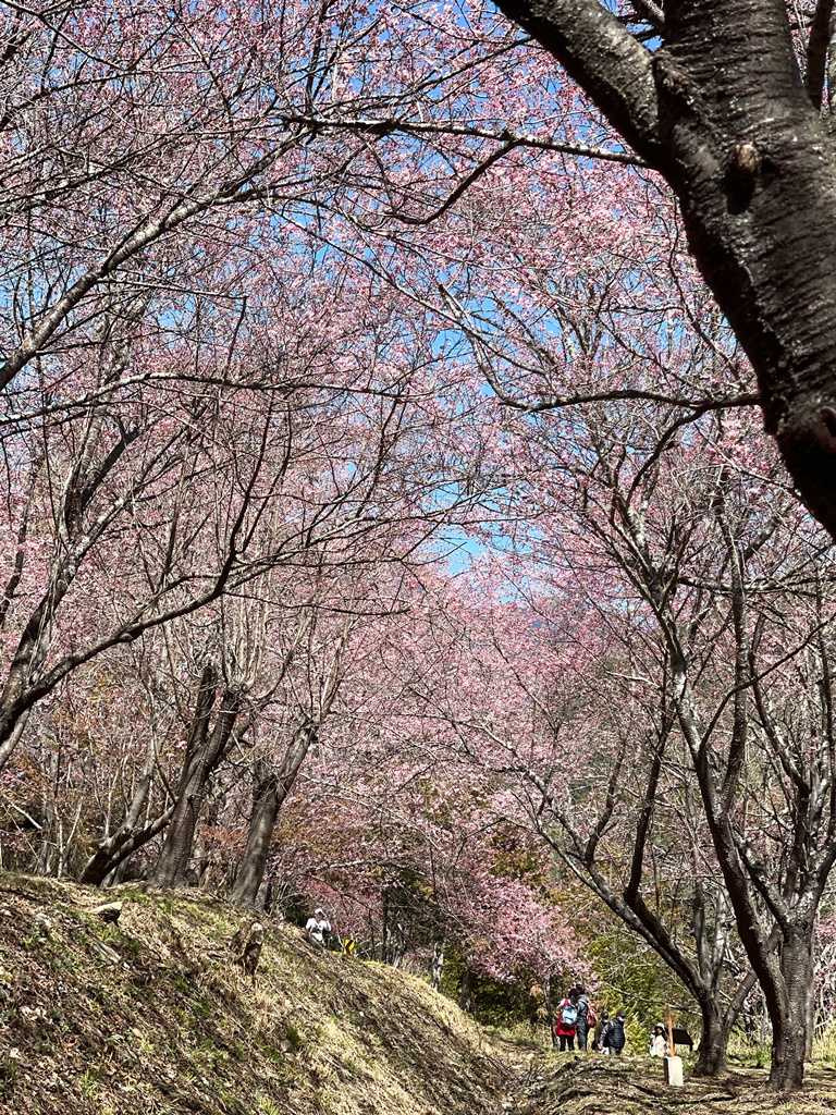 武陵農場中規劃非常完整的賞櫻路線，只要根據官方提供的一日遊十大景點路線圖，甚至連一下車就能直接看到櫻花！