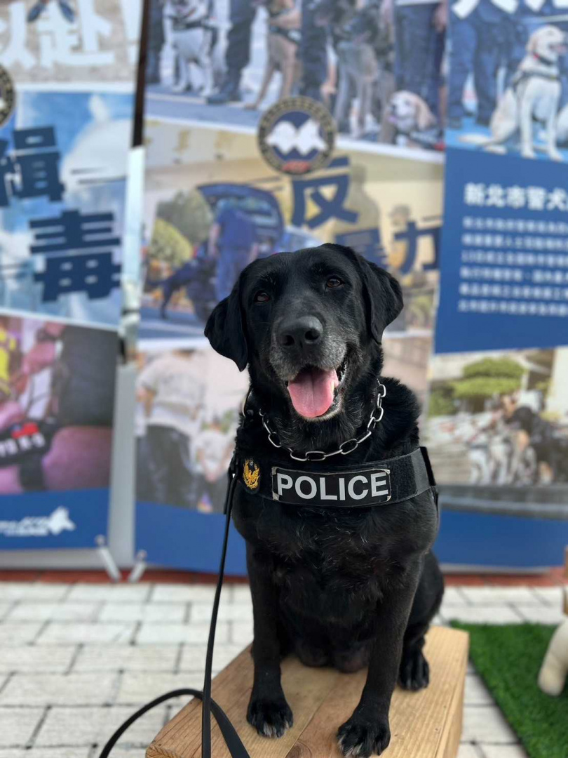 警犬XINA活潑好動、親人親狗，但天生是個過敏兒，目前在吃中藥調理中。（圖／翻攝畫面）