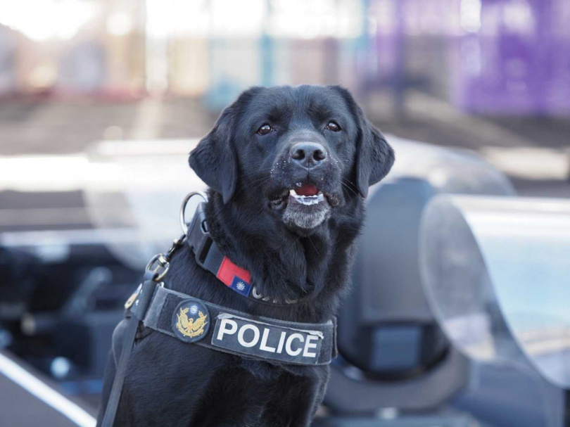 警犬飛達忠誠、單純，活動力很好，體能就像年輕的狗狗，但因食慾旺盛而需要控制體重。（圖／翻攝畫面）