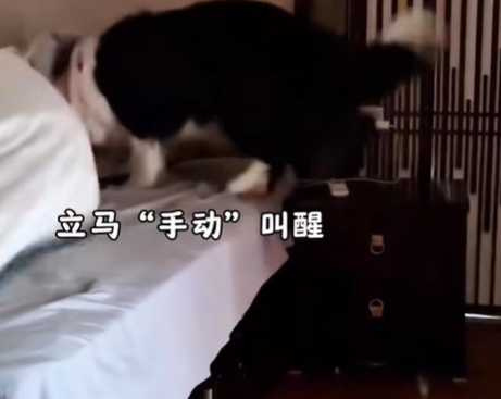 邊牧用碗吵醒主人討放飯。(圖/翻攝自臉書)