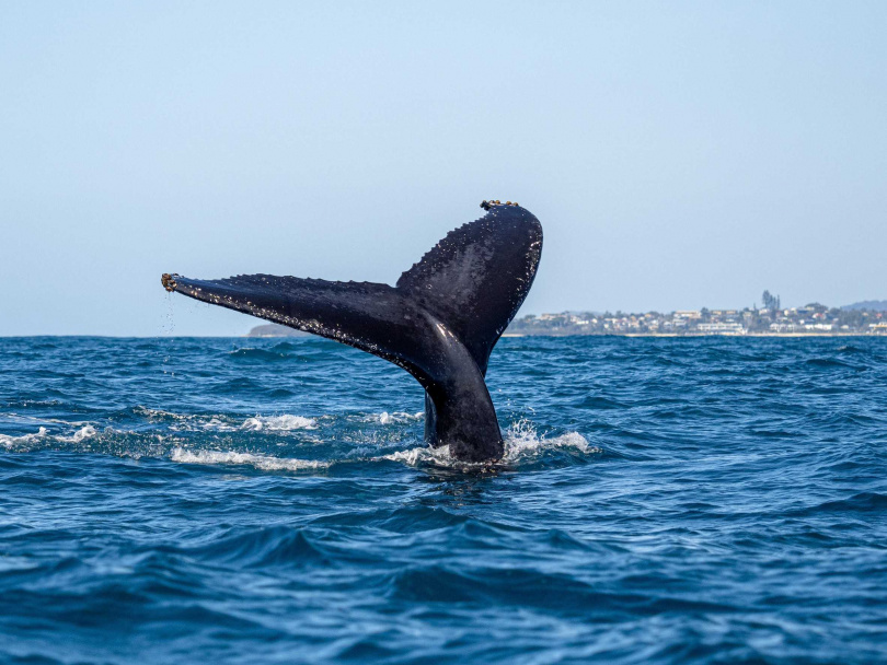 到花蓮可搭乘賞鯨船出海近距離觀賞鯨豚。（圖／易飛旅遊提供）