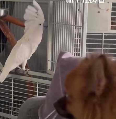 鸚鵡學狗叫。（圖／翻攝自臉書）