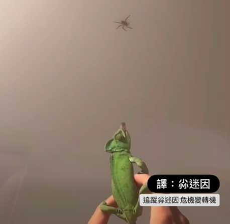 變色龍捉蟲畫面。（圖／翻攝自臉書）