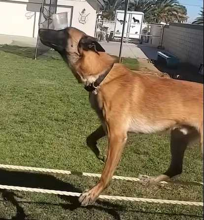 Monkey突破極限。（圖／翻攝自臉書）