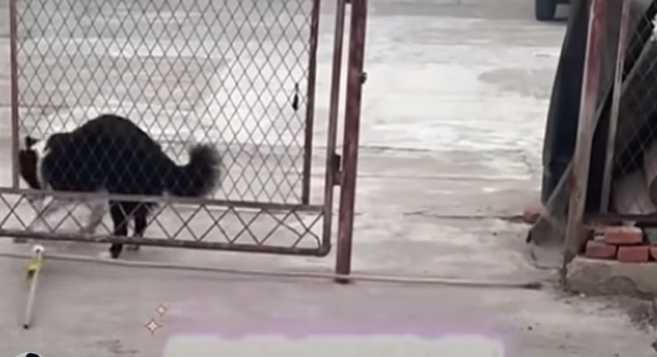 女子出考題給邊牧，牠下秒大秀智商。（圖／翻攝自臉書）