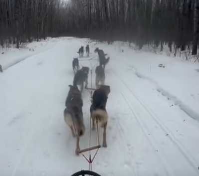 雪橇犬聽到塑膠袋的聲音，以為有零食了。（圖／翻攝自臉書）