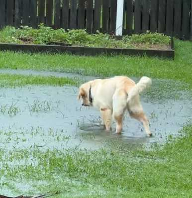狗狗跑去積水區「泡澡」，主人哀嚎。（圖／翻攝自臉書）