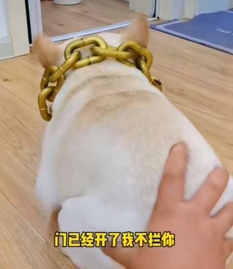 金鍊狗狗是一隻膽小狗。(圖/翻攝自臉書)