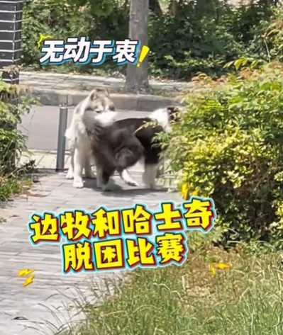 邊牧打救二哈。（圖／翻攝自臉書）