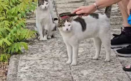 貓貓排隊等梳毛。(圖/翻攝自臉書)