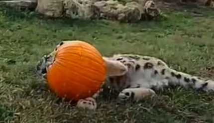 雪豹與南瓜玩耍,像隻貓咪一樣神經兮兮。(圖/翻攝自臉書)