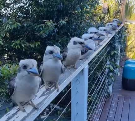 笑翠鳥聚集在一戶人家陽台。(圖/翻攝自臉書)