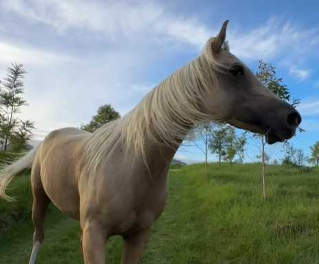 女主人和馬玩追趕跑跳。（圖／翻攝自臉書）