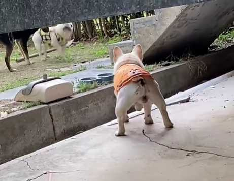 鬥牛犬跳水溝結果受困了。(圖/翻攝自臉書)