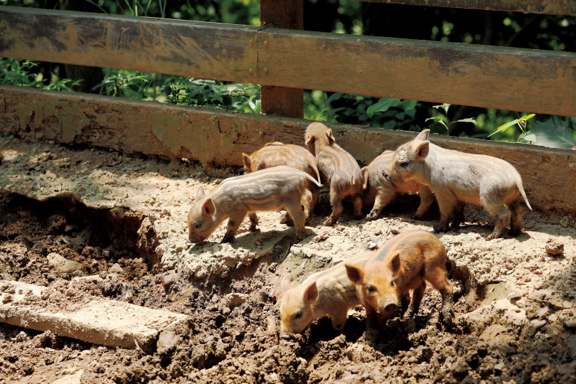 出生未滿一周的綿羊豬，身上有著與山豬相同的條紋，且活動力十足。（攝影／于魯光）