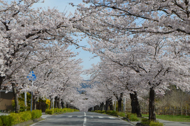 路旁連綿櫻花交織而成的長瀞溪谷及櫻花隧道。